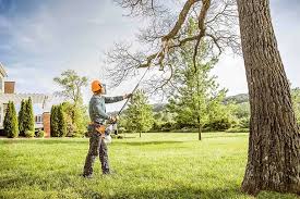 Reliable East Mountain, TX Tree Removal Solutions