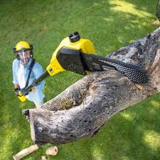 Best Organic Lawn Care Solutions  in East Mountain, TX