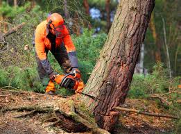 Best Tree Preservation Services  in East Mountain, TX