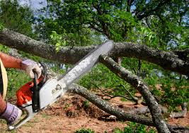 Best Utility Line Clearance  in East Mountain, TX