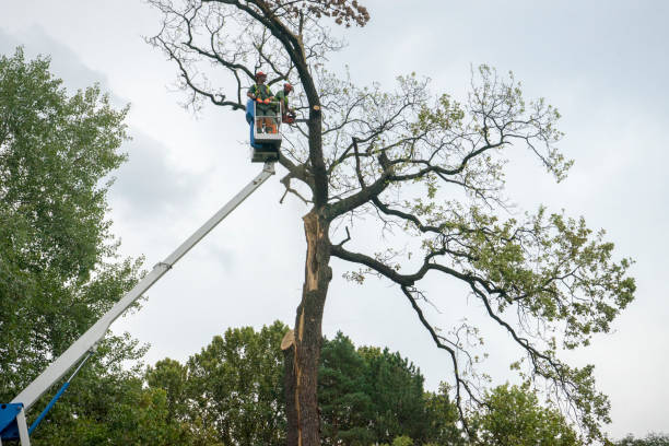 Best Tree Maintenance Programs  in East Mountain, TX