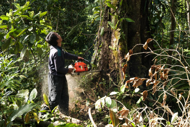 Best Emergency Tree Removal  in East Mountain, TX