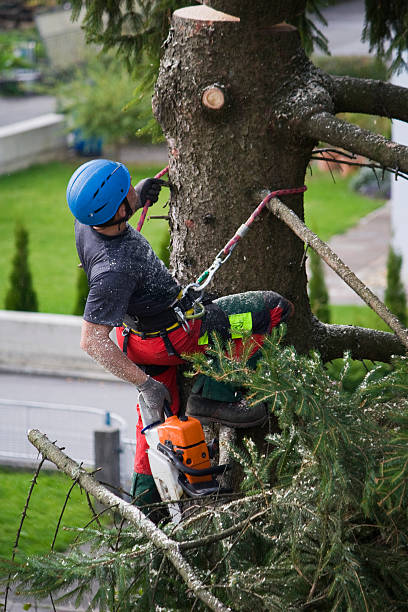 Best Tree Risk Assessment  in East Mountain, TX